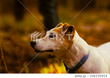 Portrait Dog Jack Russell Terrier in the autumn forest 106250954