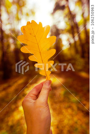 Autumn yellow oak leaf in female hand against background of sun in forest 106250963