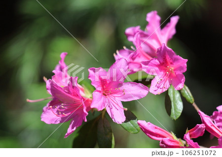 咲き誇る情熱の花 咲き誇る情熱の花 106251072