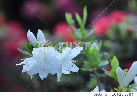 咲き誇る情熱の花 106251084