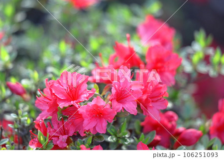 咲き誇る情熱の花 咲き誇る情熱の花 106251093