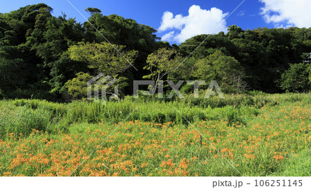 浜萱草咲く夏の風景 106251145