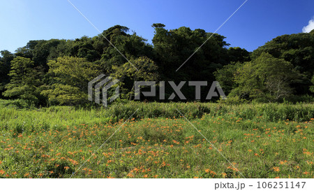 浜萱草咲く夏の風景 106251147
