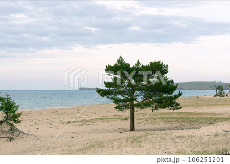 Lonely Larch on the Sandy Beach of Lake Baikal Lonely Larch on the Sandy Beach of Lake Baikal 106251201