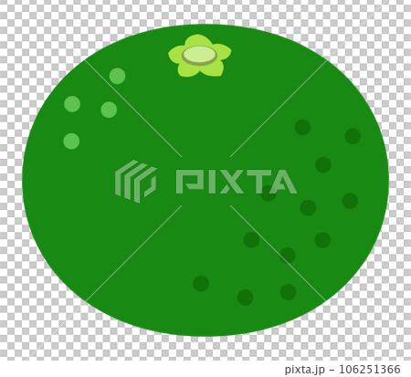 シークワーサー 106251366