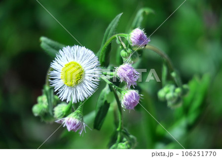 道端に咲く 106251770