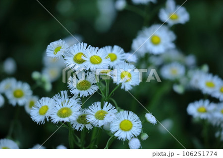 道端に咲く 106251774