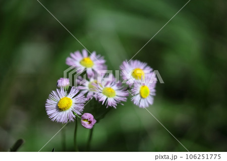 道端に咲く 106251775