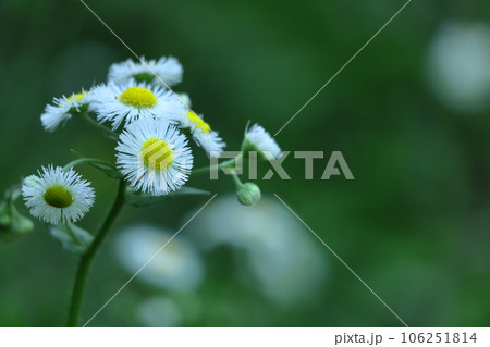 道端に咲く 106251814