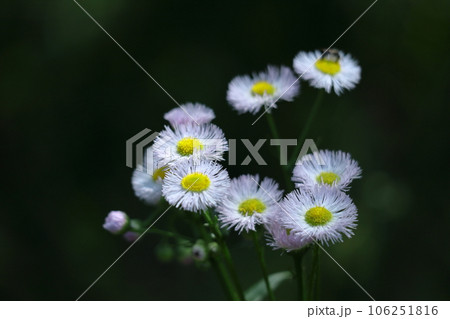 道端に咲く 106251816