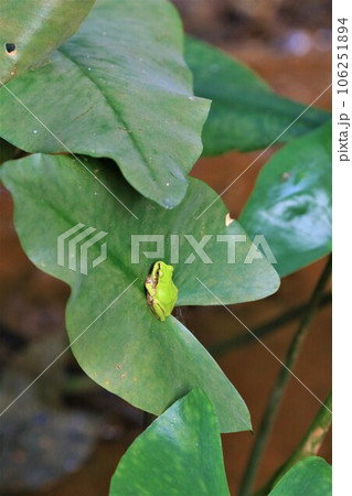鳩山町の森の湿地帯に生息する絶滅危惧種コウホネの葉に止まる雨蛙の生態写真 106251894