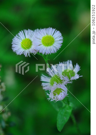 道端に咲く 106251922