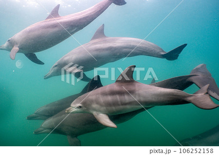 野生のイルカ 能登島041 野生のイルカ 能登島041 106252158