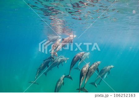 野生のイルカ　能登島046 106252163