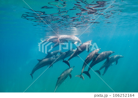 野生のイルカ　能登島047 106252164
