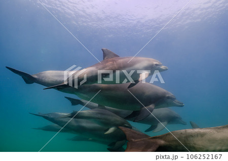 野生のイルカ　能登島050 106252167