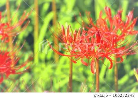 鮮やかな鮮紅色の彼岸花 鮮やかな鮮紅色の彼岸花 106252245