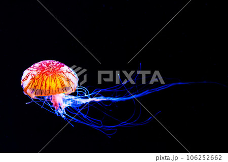 水中を優雅に浮遊する輝くクラゲたち 106252662