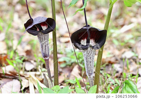 ウラシマソウ 106253066