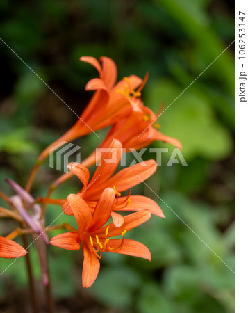 キツネノカミソリ(狐の剃刀) お盆の頃に咲くオレンジ色の花 キツネノカミソリ(狐の剃刀) お盆の頃に咲くオレンジ色の花 106253147