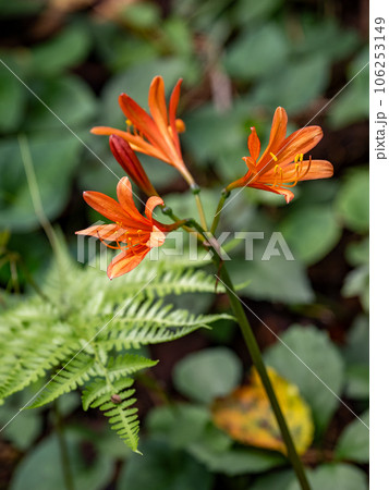 キツネノカミソリ(狐の剃刀) お盆の頃に咲くオレンジ色の花 キツネノカミソリ(狐の剃刀) お盆の頃に咲くオレンジ色の花 106253149