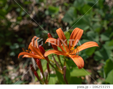 キツネノカミソリ(狐の剃刀) お盆の頃に咲くオレンジ色の花 キツネノカミソリ(狐の剃刀) お盆の頃に咲くオレンジ色の花 106253155