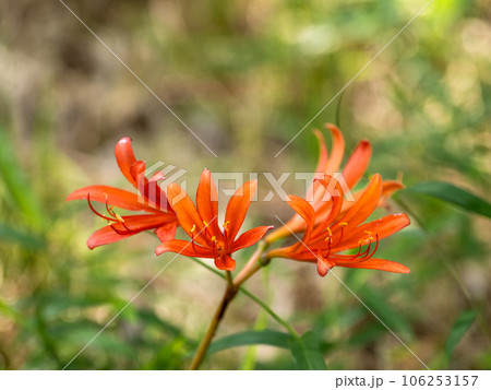 キツネノカミソリ（狐の剃刀）　お盆の頃に咲くオレンジ色の花 106253157