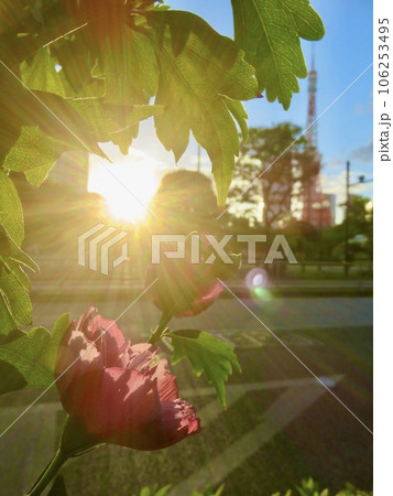 太陽の光を浴びるムクゲの花 106253495