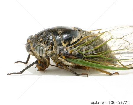 セミの胴体 106253729