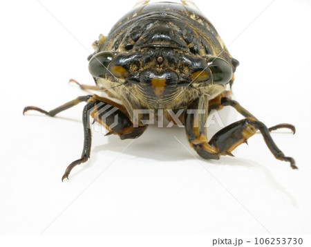 セミの顔 106253730