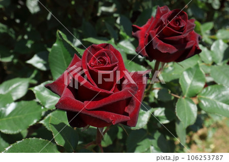 黒いバラ（品種名:ブラック バッカラ） 106253787