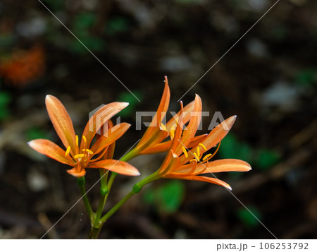 キツネノカミソリ(狐の剃刀) お盆の頃に咲くオレンジ色の花 キツネノカミソリ(狐の剃刀) お盆の頃に咲くオレンジ色の花 106253792