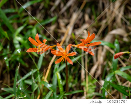 キツネのカミソリ 球根 2個 オレンジ色の花 可愛らしい 小さめの花