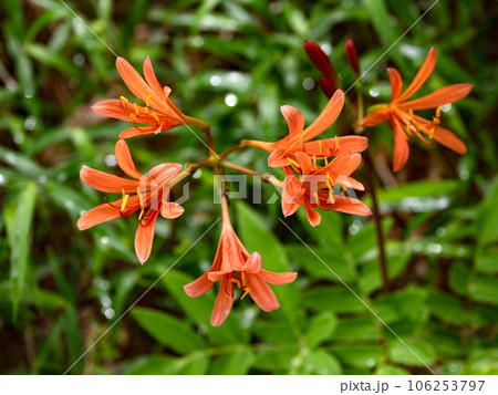 キツネノカミソリ(狐の剃刀) お盆の頃に咲くオレンジ色の花 キツネノカミソリ(狐の剃刀) お盆の頃に咲くオレンジ色の花 106253797