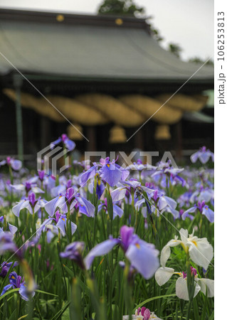 宮地嶽神社 菖蒲まつり 宮地嶽神社 菖蒲まつり 106253813