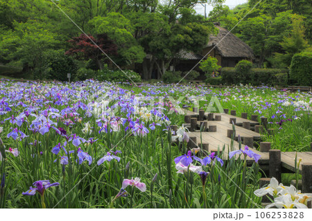 宮地嶽神社　菖蒲まつり 106253828