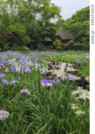 宮地嶽神社 菖蒲まつり 宮地嶽神社 菖蒲まつり 106253829