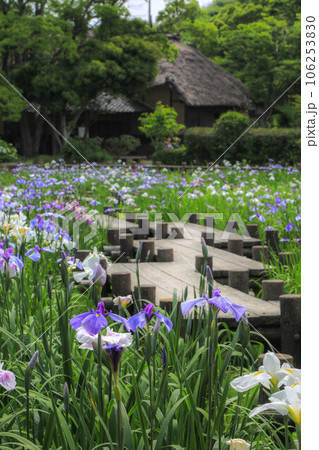 宮地嶽神社 菖蒲まつり 宮地嶽神社 菖蒲まつり 106253830