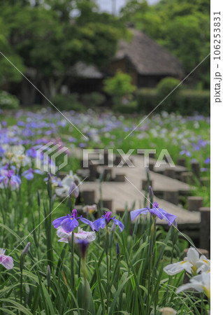 宮地嶽神社 菖蒲まつり 宮地嶽神社 菖蒲まつり 106253831