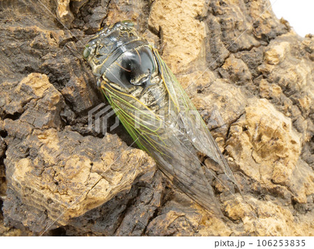 クマゼミ 106253835