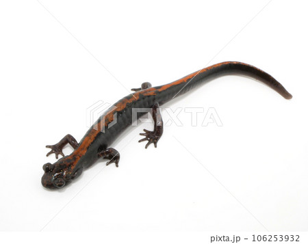 赤い模様のホムラハコネサンショウウオ 赤い模様のホムラハコネサンショウウオ 106253932