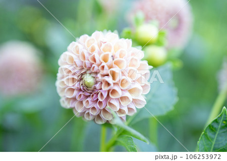 咲きかけているダリアの花 106253972