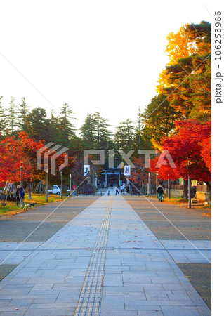 松が岬公園 紅葉 黄葉 松が岬公園 紅葉 黄葉 106253986