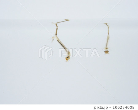 ボウフラの側面 106254008