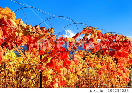 ぶどう畑の紅葉と富士山 106254088