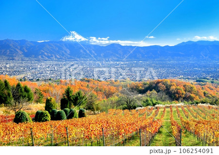 ぶどう畑の紅葉と富士山 106254091