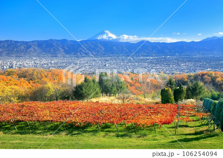 ぶどう畑の紅葉と富士山 106254094