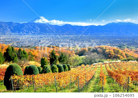 ぶどう畑の紅葉と富士山 ぶどう畑の紅葉と富士山 106254095