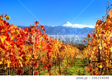 ぶどう畑の紅葉と富士山 106254096