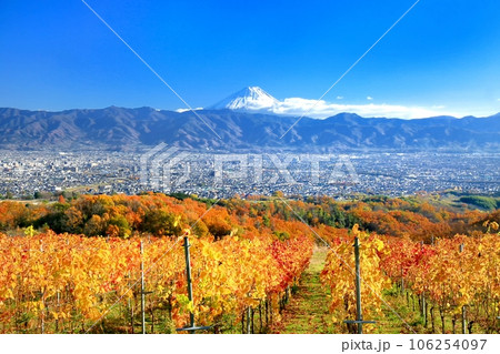 ぶどう畑の紅葉と富士山 ぶどう畑の紅葉と富士山 106254097